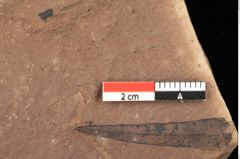 Foto (Detailansicht) von Pinus oceanines Unger (NHMW-GEO-2024-0188-0292)